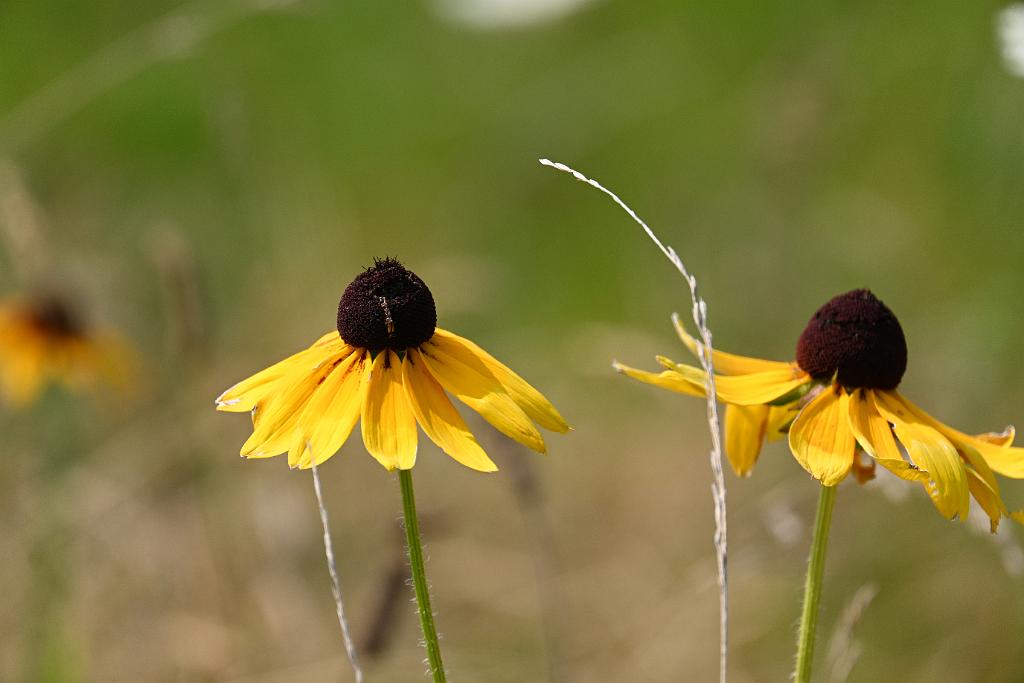 2025-08039912 Tower Hill Botanic Garden, MA.JPG - Black-eyed Susan (Rudbeckia hirta). New England Botanic Garden at Tower Hill, MA, 8-3-2025